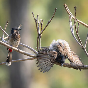 2025-04-03 200 Red-vented Bulbuls.jpg