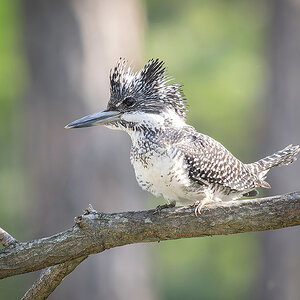 2025-04-03 203 Crested Kingfisher.jpg