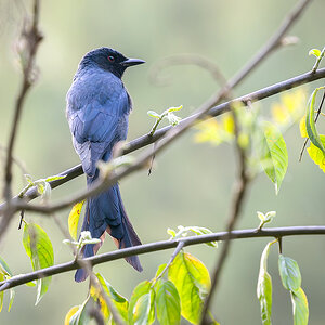 2025-04-03 223 Ashy Drongo.jpg