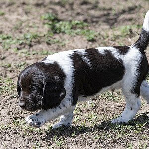 Charlie von der Jule