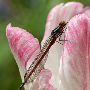 N4214013nikon.jpg