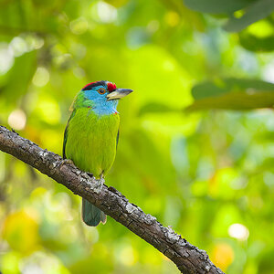 2025-04-04 034 Blue-throated Barbet.jpg