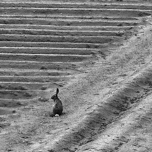 Hase 5 BW.jpg