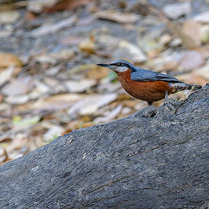 2025-04-04 041 Chestnut-bellied Nuthatch.jpg