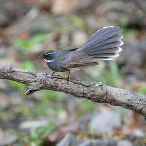 2025-04-04 044 White-throated Fantail.jpg