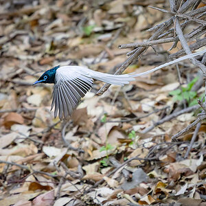 2025-04-04 055 Indian Paradise Flycatcher in Flight.jpg