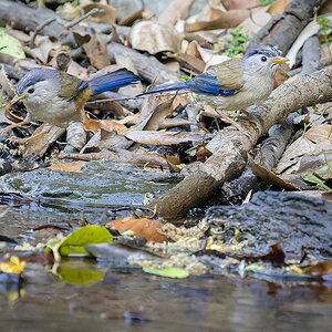 2025-04-04 096 Blue-winged Minlas.jpg