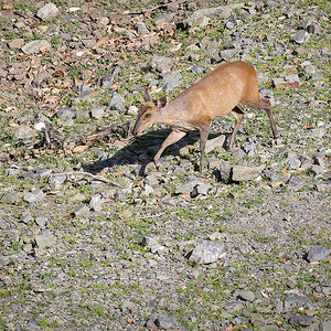 2025-04-04 138 Muntjac Deer.jpg