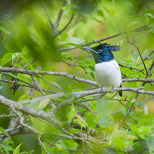 2025-04-04 139 Indian Paradise Flycatcher.jpg