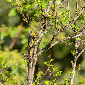 2025-04-04 039 Female Scarlet Minivet.jpg