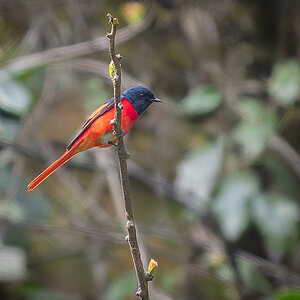 2025-04-08 023 Scarlet Minivet.jpg