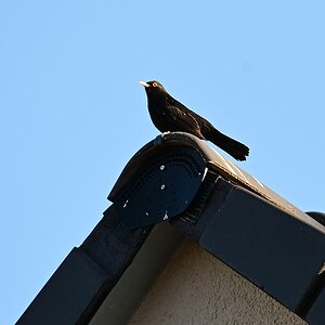 Amsel_Zf_Firmwareupdate.jpg