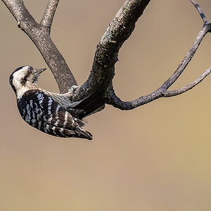 2025-04-04 156 Brown-capped Pygmy Woodpecker.jpg