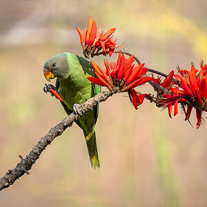 2025-04-04 166 Female Plum-headed Parakeet.jpg