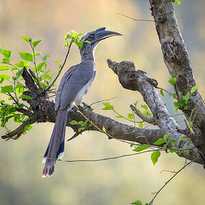 2025-04-04 181 Indian Grey Hornbill.jpg