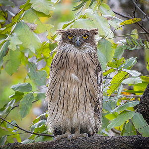 2025-04-04 184 Brown Fish Owl.jpg