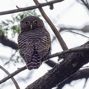 2025-04-04 189 Asian Barred Owlet.jpg