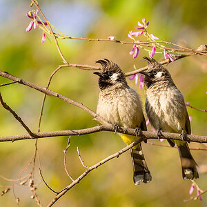 2025-04-05 04 Himalayan Bulbuls.jpg