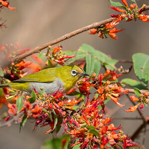 2025-04-05 05 Indian White-eye.jpg