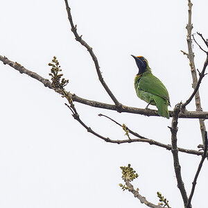 2025-04-07 005 Golden-fronted Leafbird.jpg