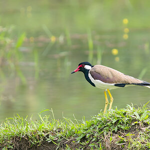 2025-04-07 019 Red-wattled Lapwing.jpg