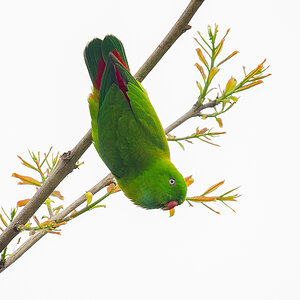 2025-04-07 022 Vernal Hanging Parrot.jpg