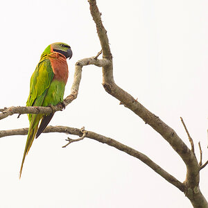 2025-04-07 026 Red-breasted Parakeet.jpg