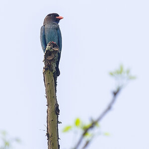 2025-04-07 030 Dollarbird.jpg