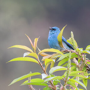 2025-04-08 003 Verditer Flycatcher.jpg
