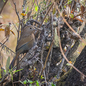 2025-04-08 007 Bhutan Laughingthrush.jpg