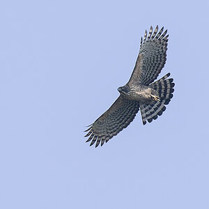 2025-04-08 016 Mountain Hawk Eagle.jpg