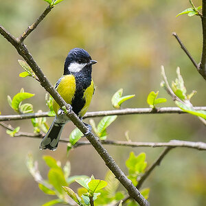 2025-04-08 022 Green-backed Tit.jpg