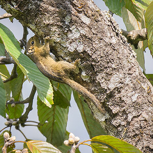 2025-04-08 026 Tree Squirrel.jpg