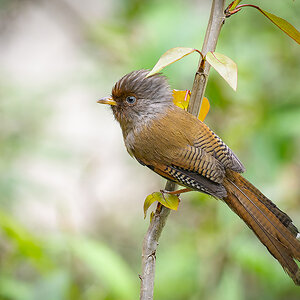 2025-04-08 044 Rusty-fronted Barwing.jpg