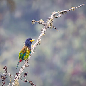 2025-04-08 051 Great Barbet.jpg