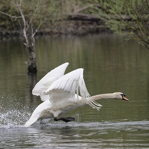 Höckerschwan.jpg