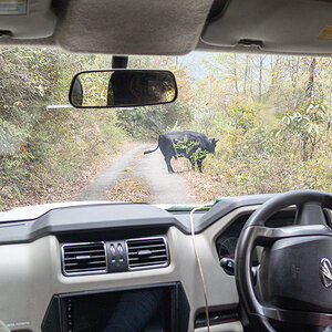 2025-04-08 043 Cow on Road.jpg