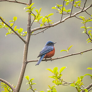 2025-04-09 001 Chestnut-bellied Rock Thrush.jpg