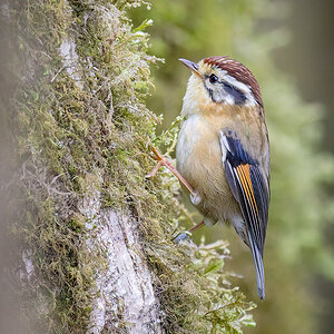 2025-04-09 009 Rufous-winged Fulvetta.jpg