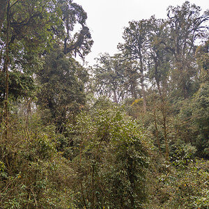 2025-04-09 048 Forest.jpg