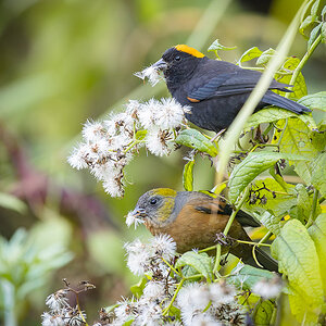 2025-04-09 070 Golden-naped Finches.jpg