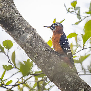 2025-04-10 037 Rufous-bellied Woodpecker.jpg