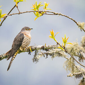 2025-04-10 052 Common Hawk-cuckoo.jpg