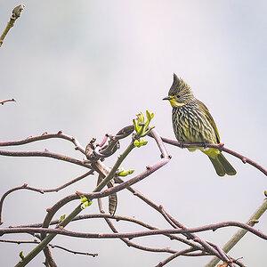 2025-04-10 055 Striated Bulbul.jpg