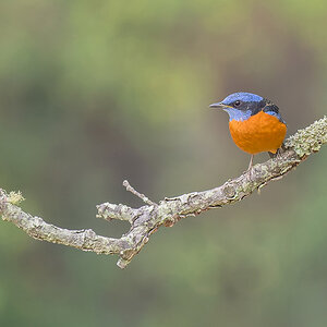 2025-04-11 04 Blue-capped Rock Thrush.jpg