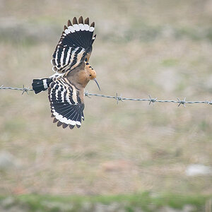 2025-04-11 36 Eurasian Hoopoe in Flight.jpg