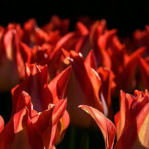 Tulpen.jpg