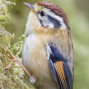 2025-04-09 009 Rufous-winged Fulvetta edited.jpg