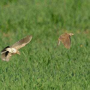 2025_040567_DxO.jpg