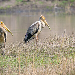 2025-04-14 059 Painted Storks.jpg
